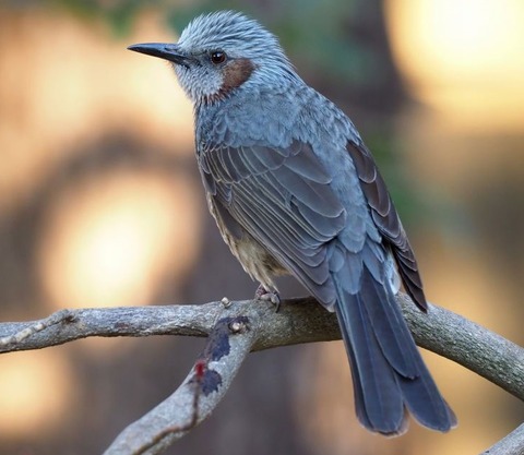 79a42689e5cc068c81431ae001ca833a