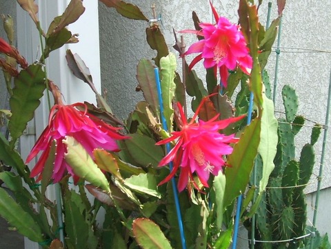 2019_07030003
