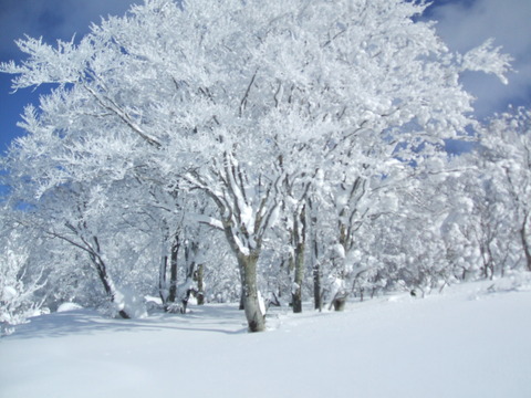2020_12220005