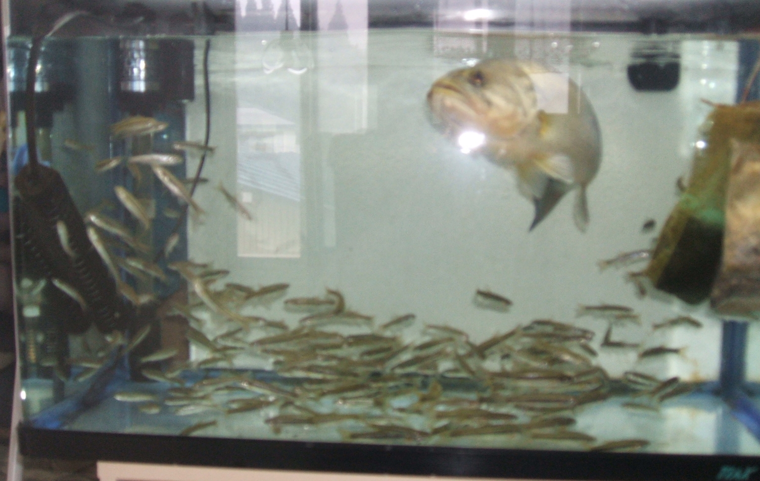 Black Bass飼育 海彦 山彦の白秋日記