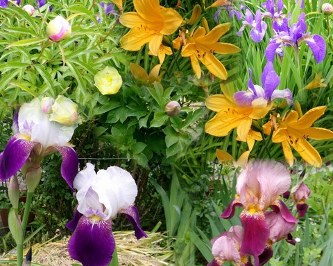 2024_05270005 のコラージュ