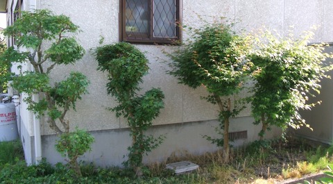 2020_06090005 パノラマ写真