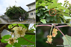 240526_草刈-01