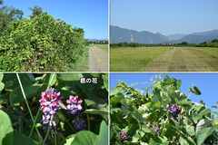 190915_OGC+阪大・京大-02