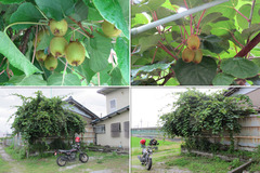090629_OGC+関大・同志社-01