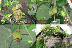 200609_キウイ