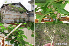 20052-3-草刈-05