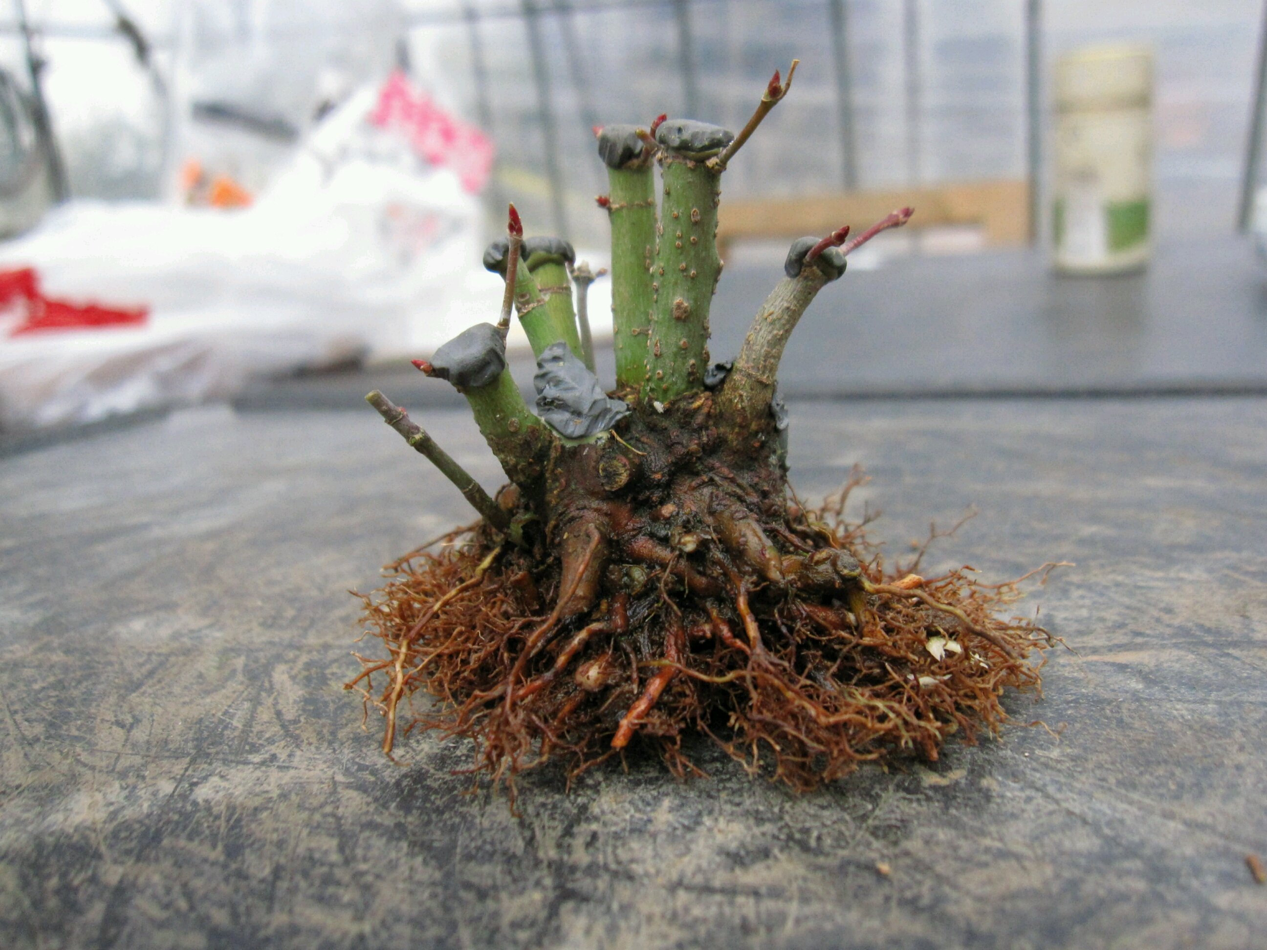 ヤマモミジ 本株立 逸品。ヤマモミジ本株立2.9M(鉢底から) お なら