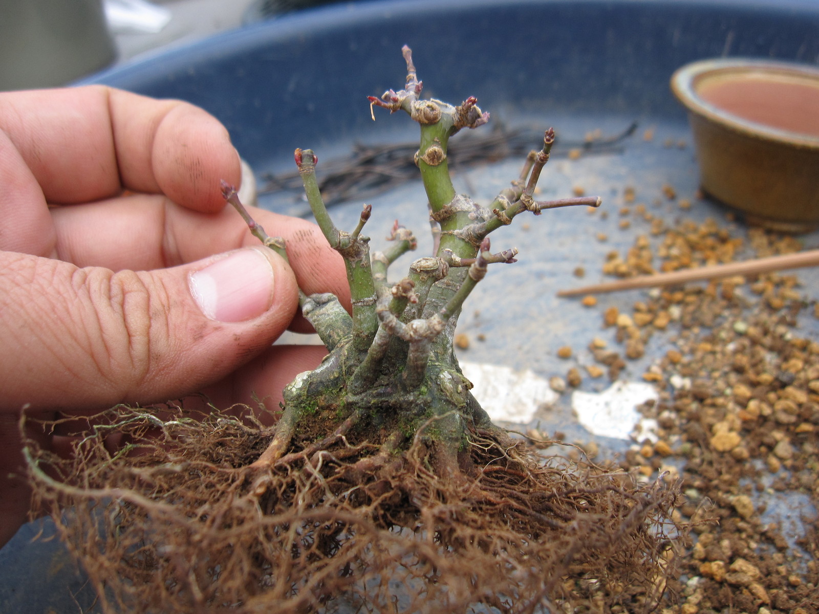 一番出来が良い株立ちモミジを2代目香山に植えてみた : 盆栽擬き日記