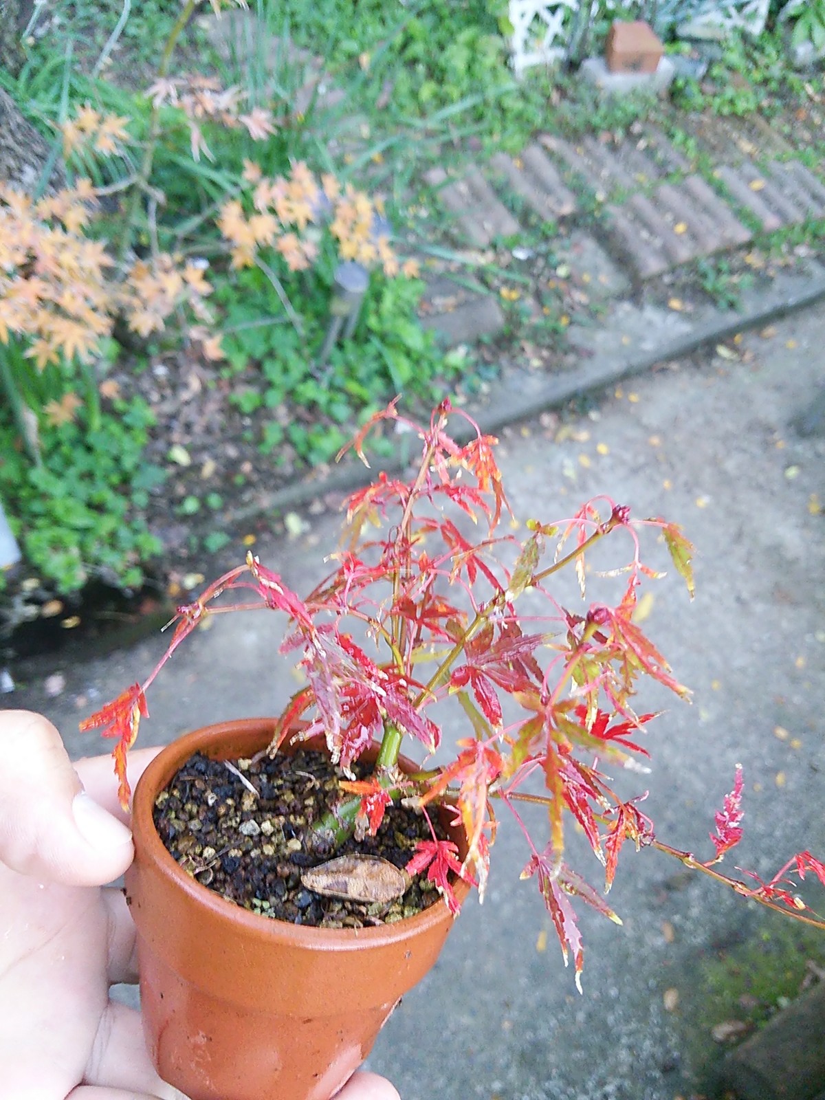 舞姫もみじと庭に挿し木した比較的小さな葉をしたﾔﾏﾓﾐｼﾞの紅葉 盆栽擬き日記