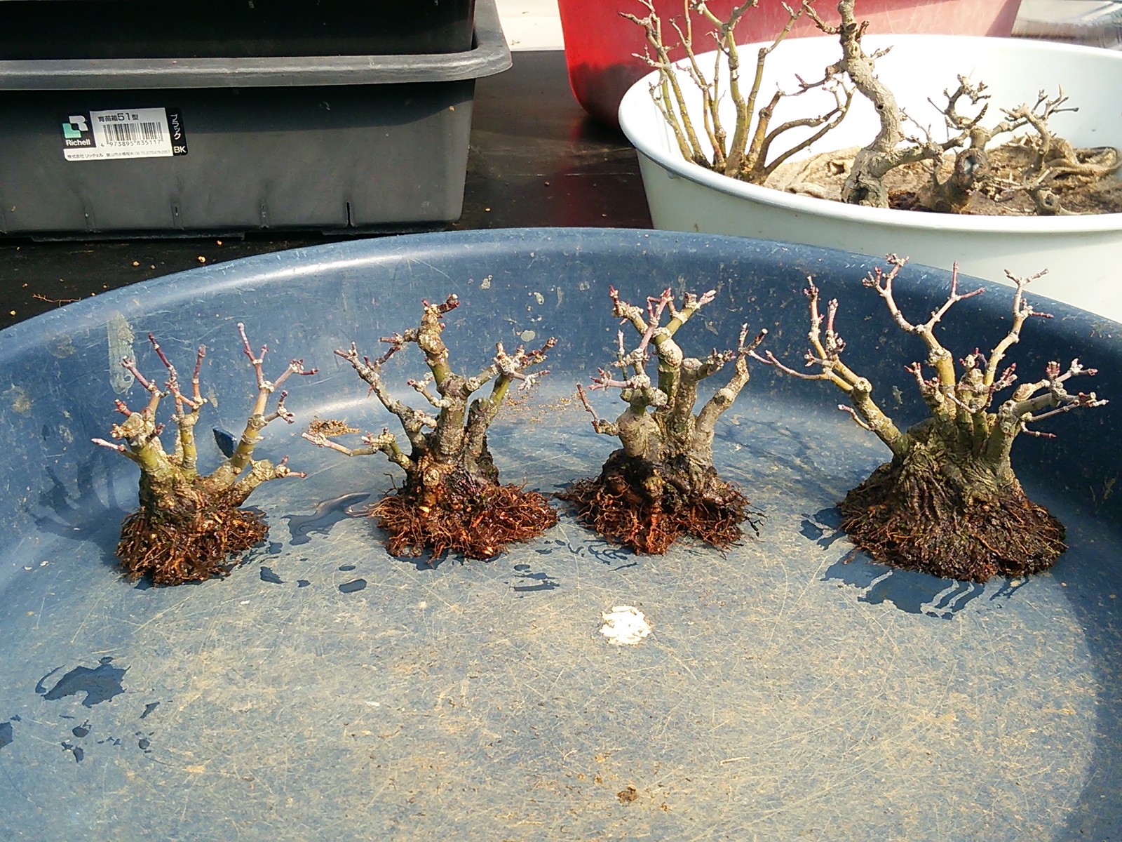 株立ちﾔﾏﾓﾐｼﾞの植え替え 盆栽擬き日記