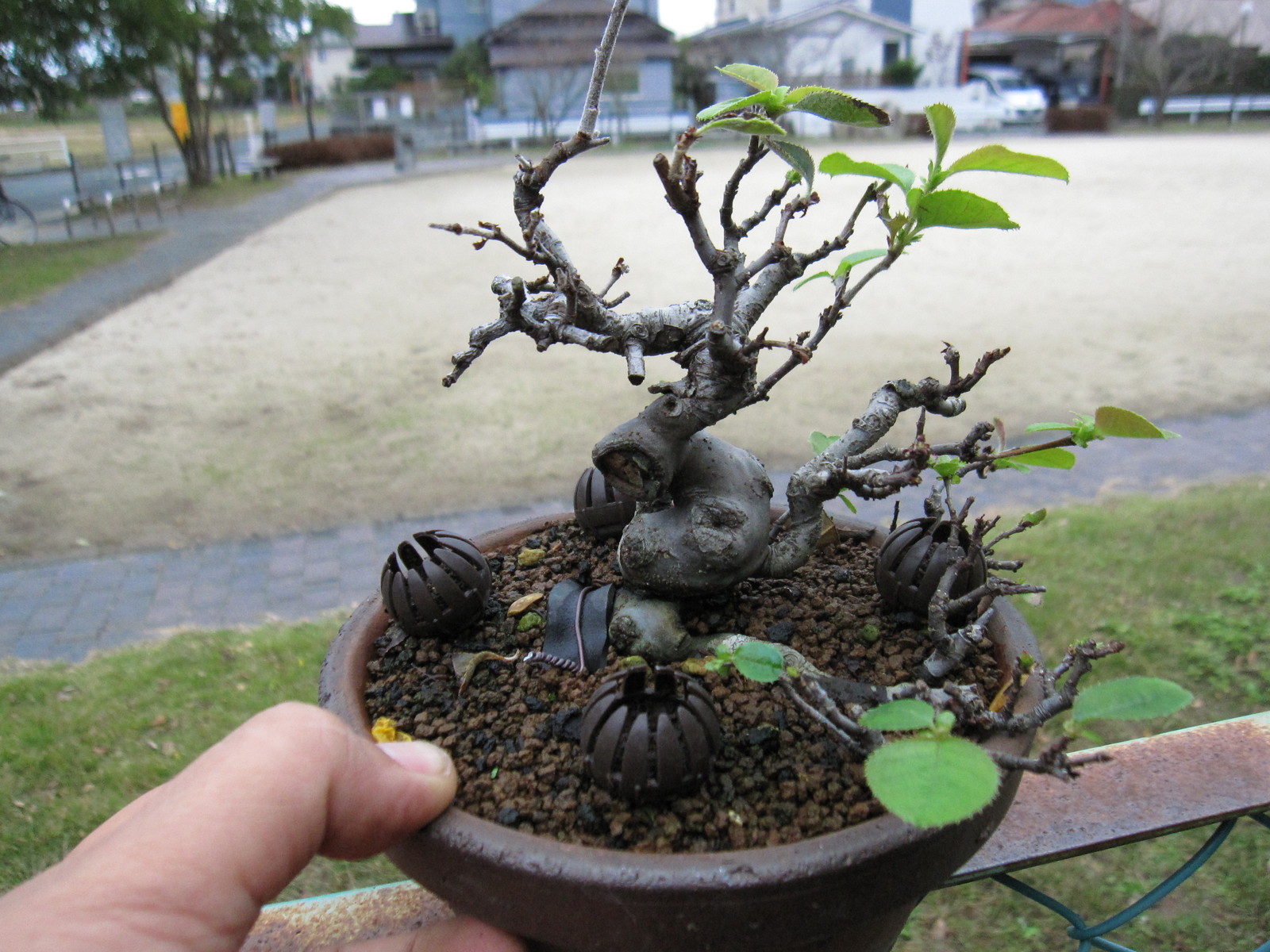 ほったらかしてるカリン : 盆栽擬き日記