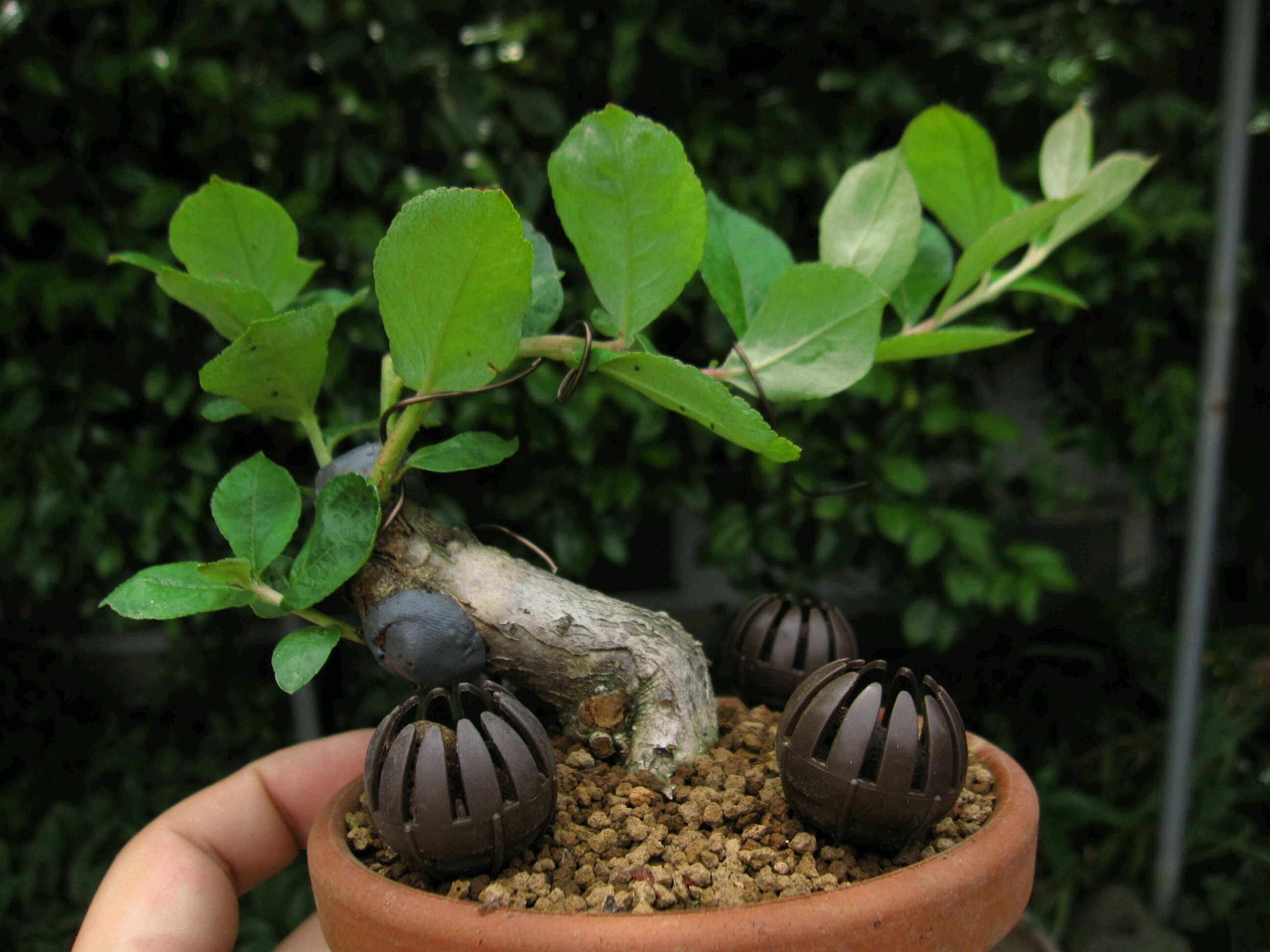 西洋カマツカ 盆栽擬き日記