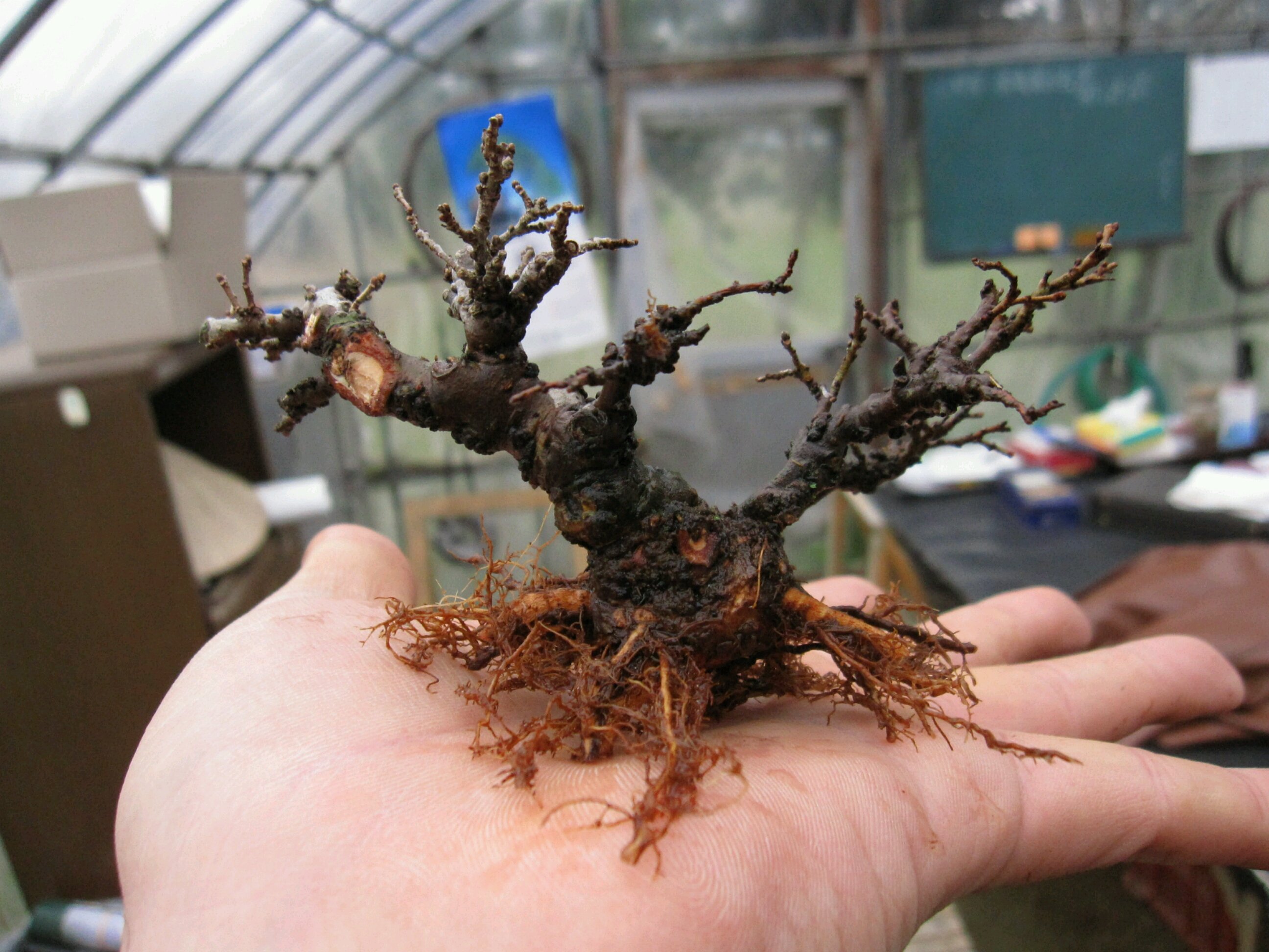 取り木したニレケヤキの植え替え 盆栽擬き日記 取り木したニレケヤキの植え替え 盆栽擬き日記
