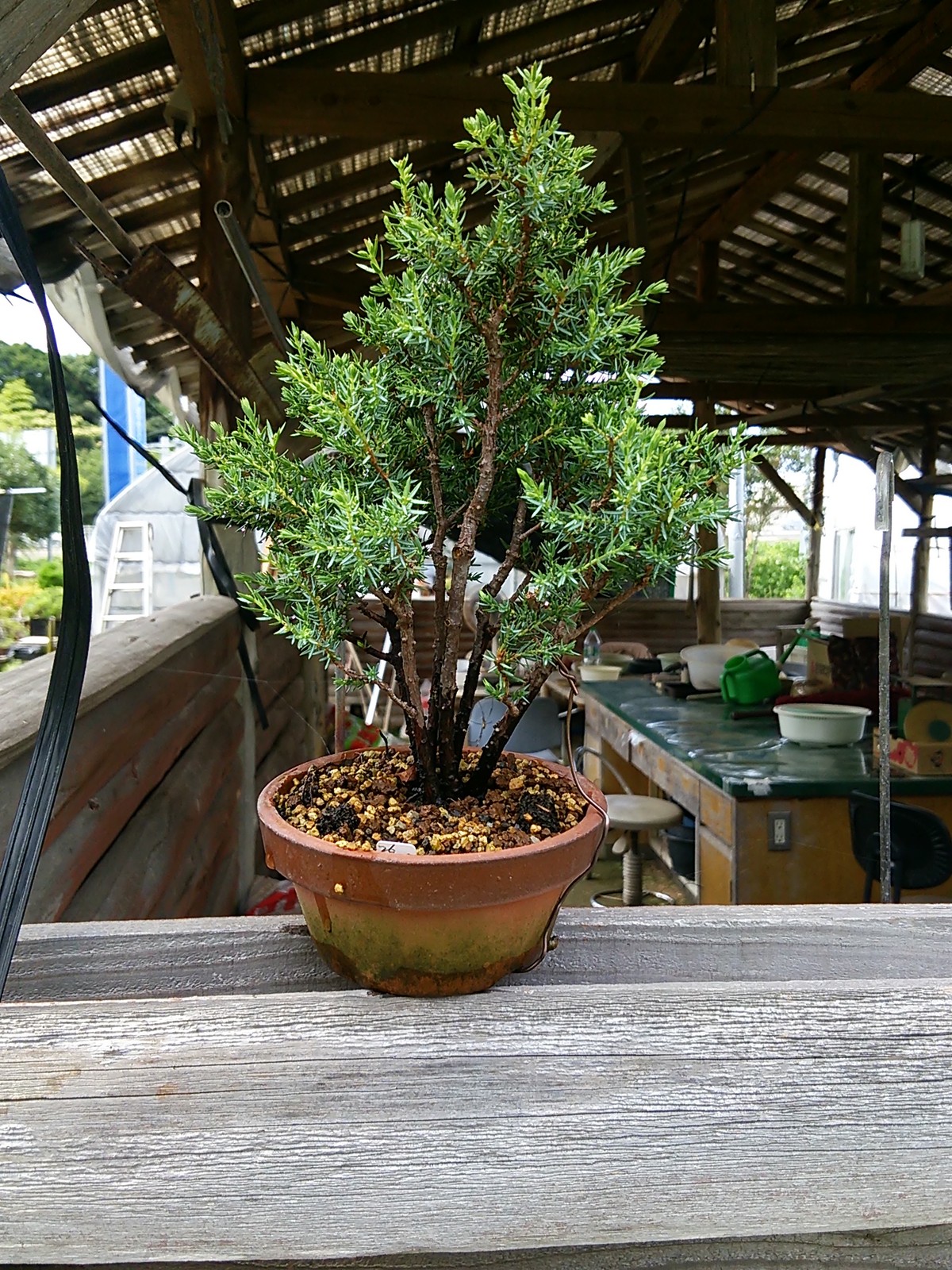 杜松寄せ植え希少品(大型盆栽) 姫杜松の寄せ植え : 盆栽擬き日記