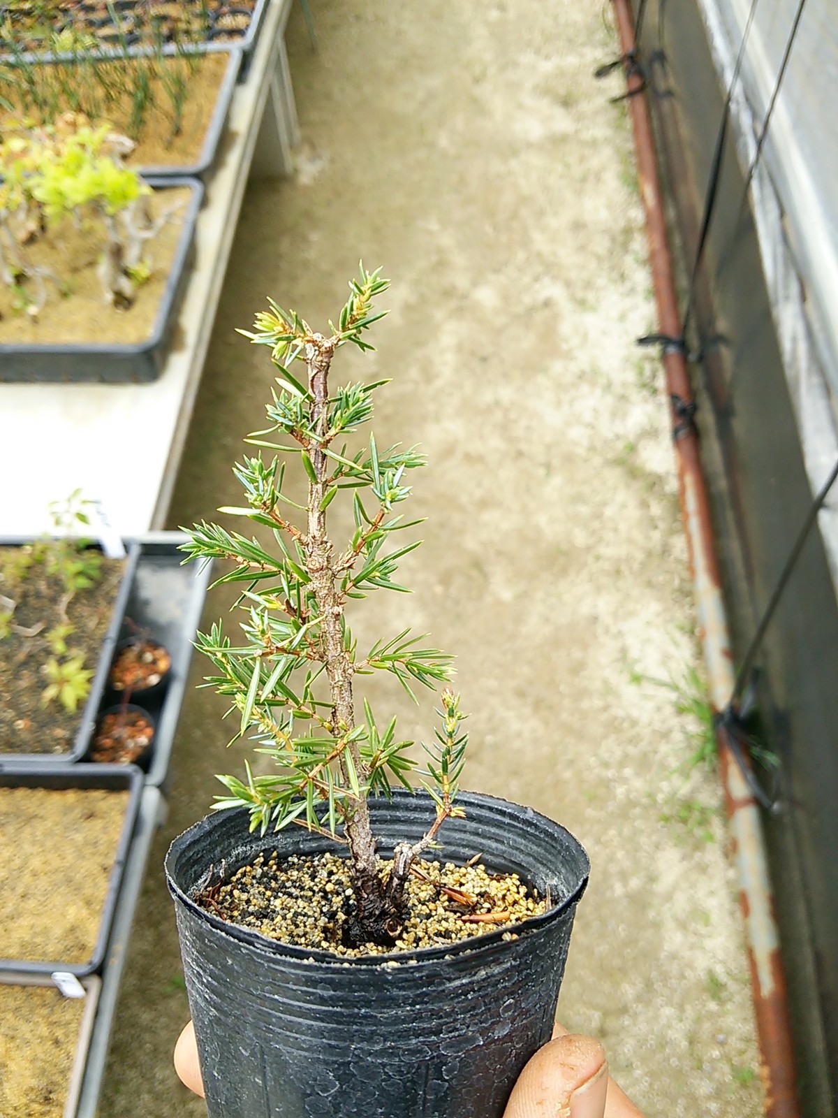 去年挿し木した姫杜松 盆栽擬き日記