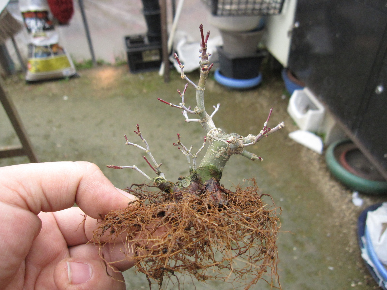 出猩々の植え替え 盆栽擬き日記