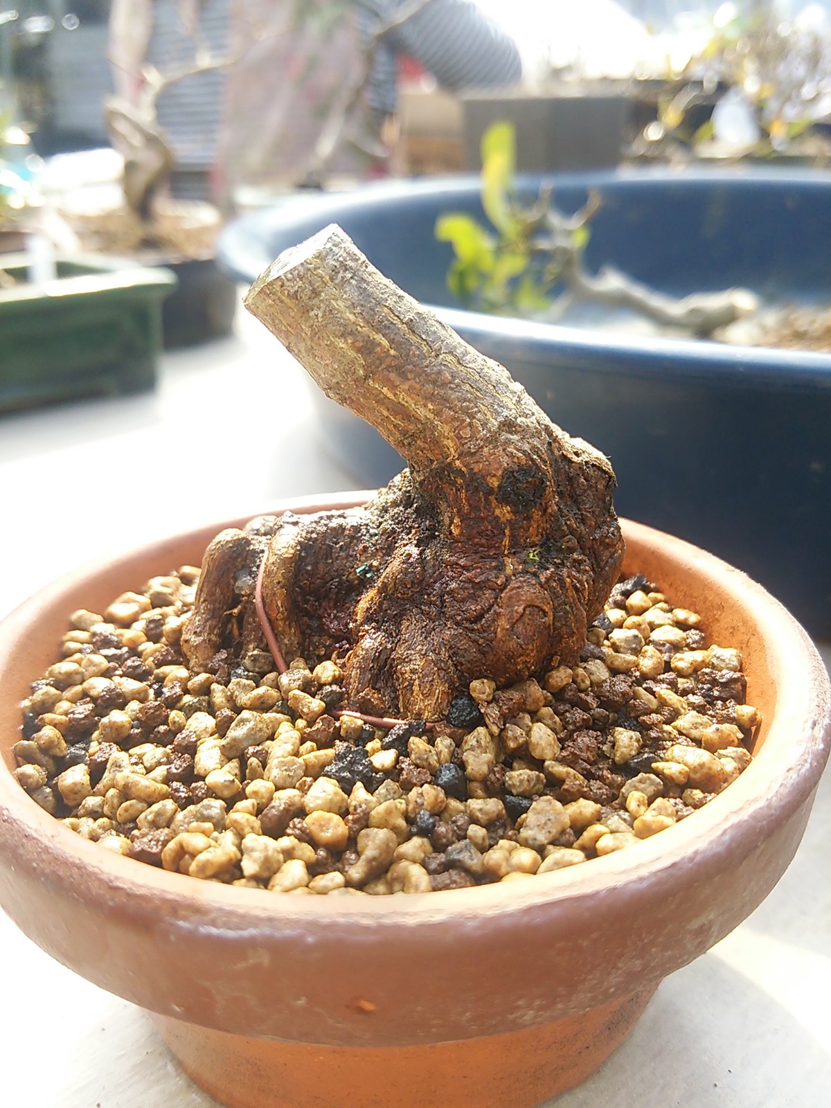 金豆を植え替えて叩く 盆栽擬き日記