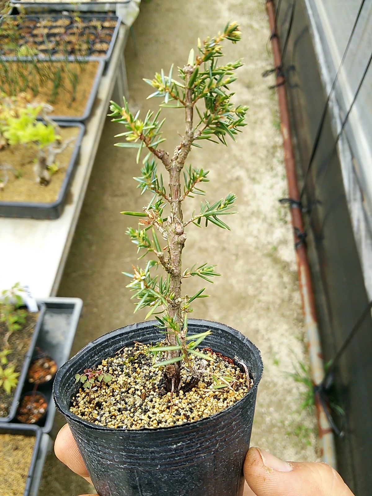 去年挿し木した姫杜松 盆栽擬き日記