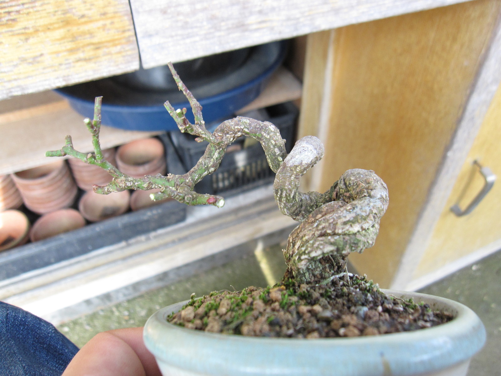 コマユミの冬支度 盆栽擬き日記