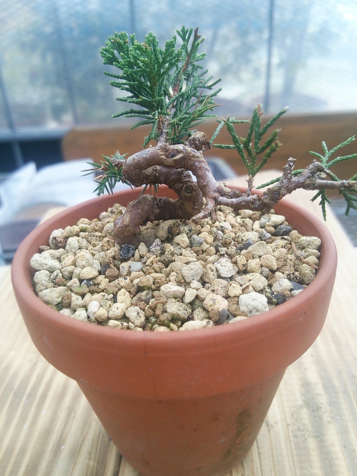 すべての美しい花の画像 最高かつ最も包括的なシンパク 盆栽 育て方