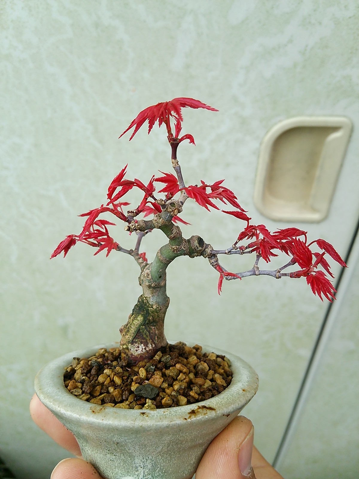 出猩々豆盆栽の芽吹き 盆栽擬き日記