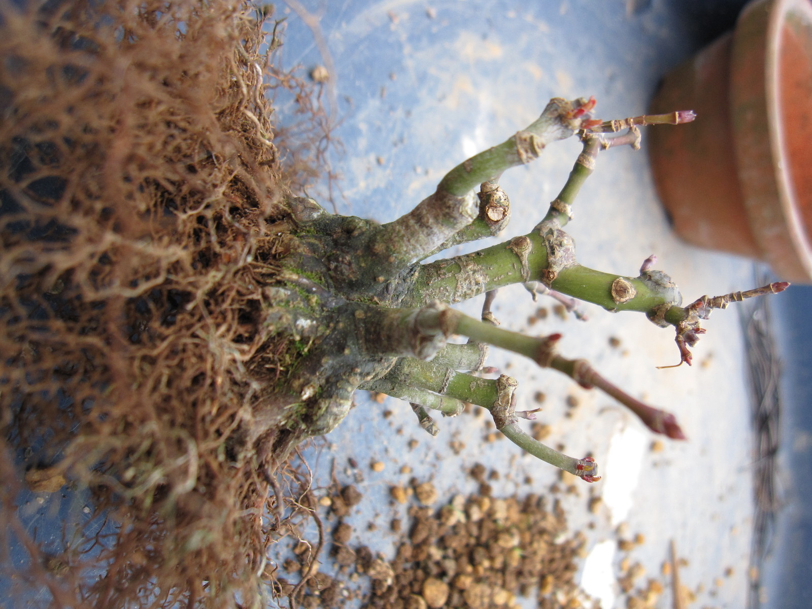 一番出来が良い株立ちモミジを2代目香山に植えてみた : 盆栽擬き日記