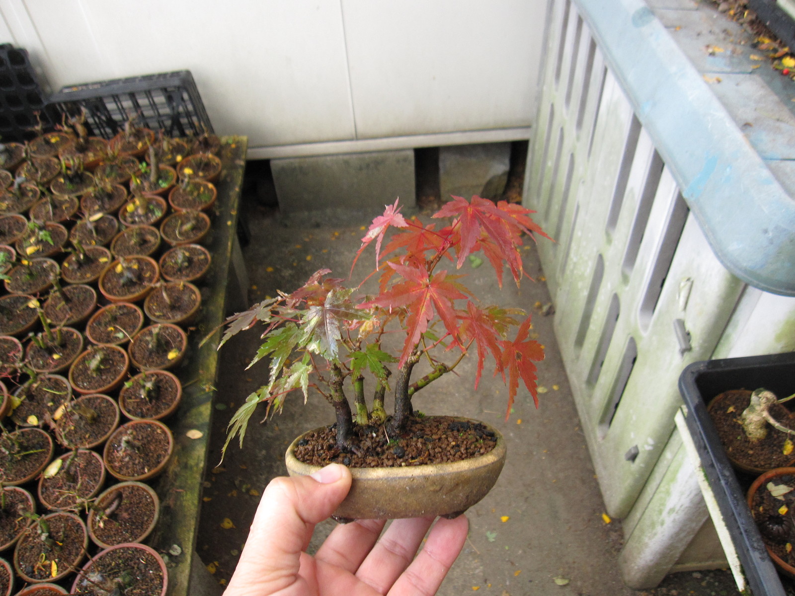 もみじの紅葉 盆栽擬き日記 もみじの紅葉 盆栽擬き日記