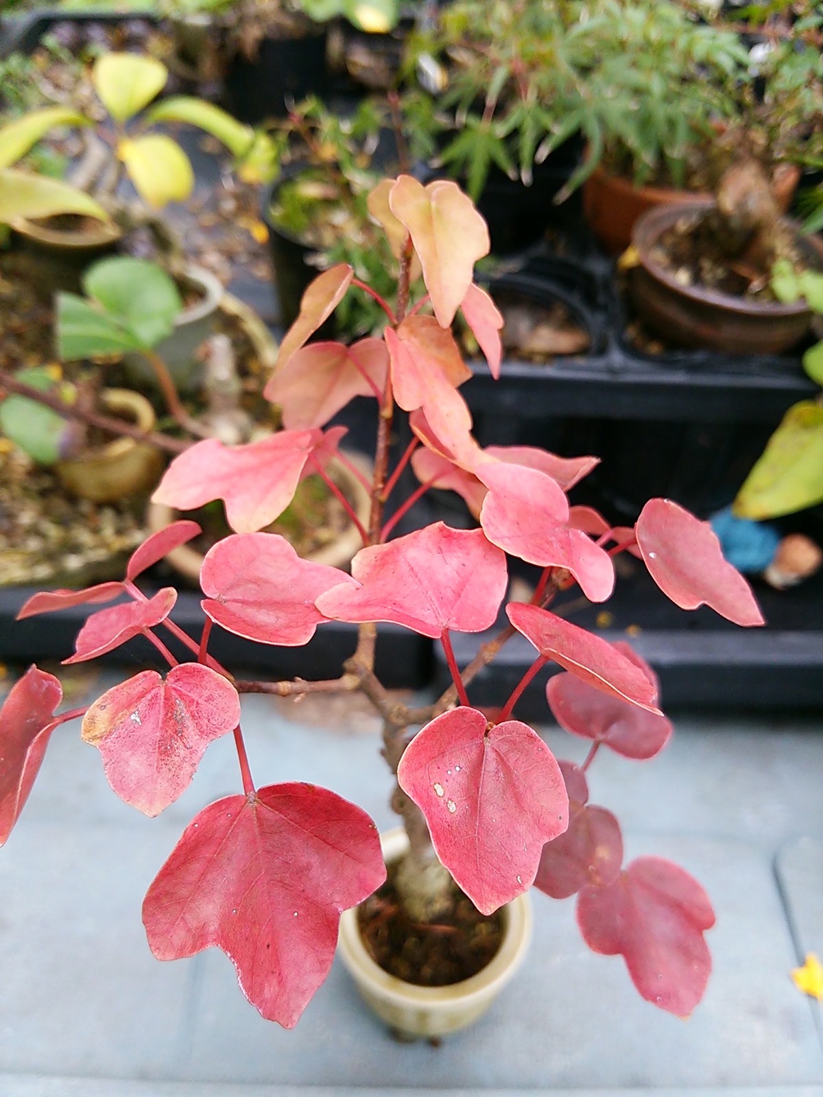 楓の紅葉 盆栽擬き日記 楓の紅葉 盆栽擬き日記