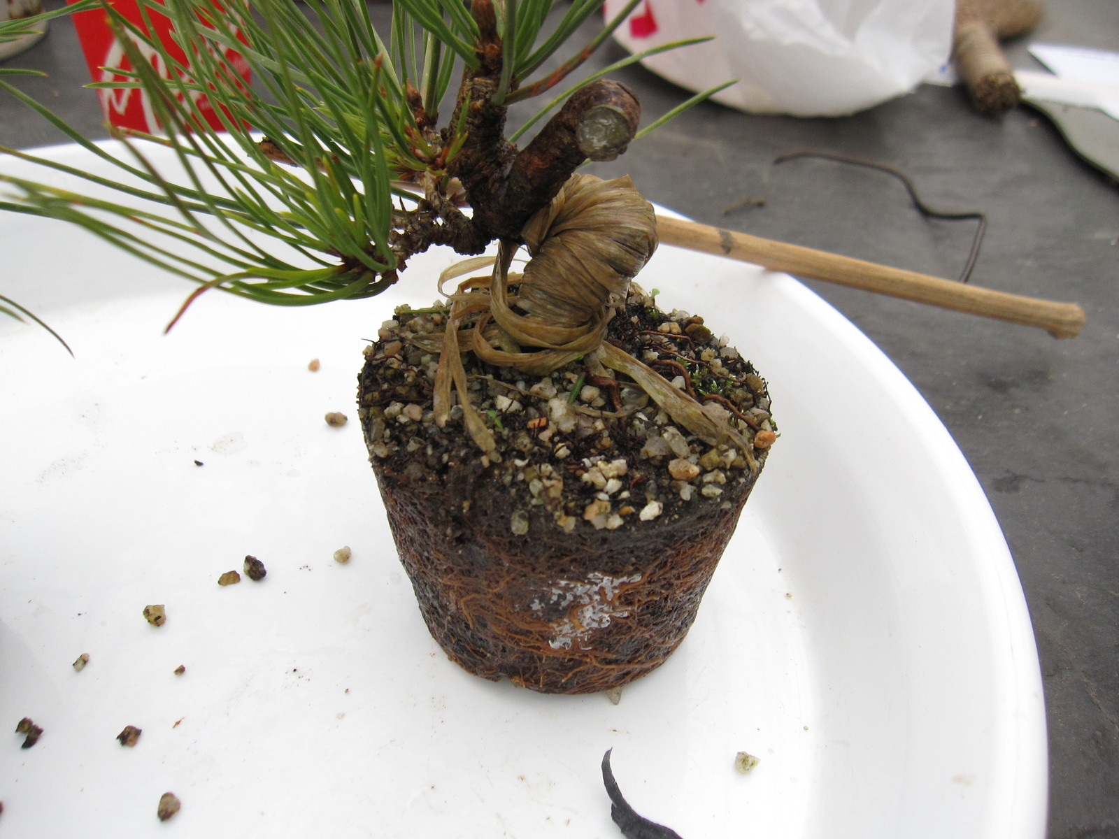 三河黒松の植え替え 盆栽擬き日記