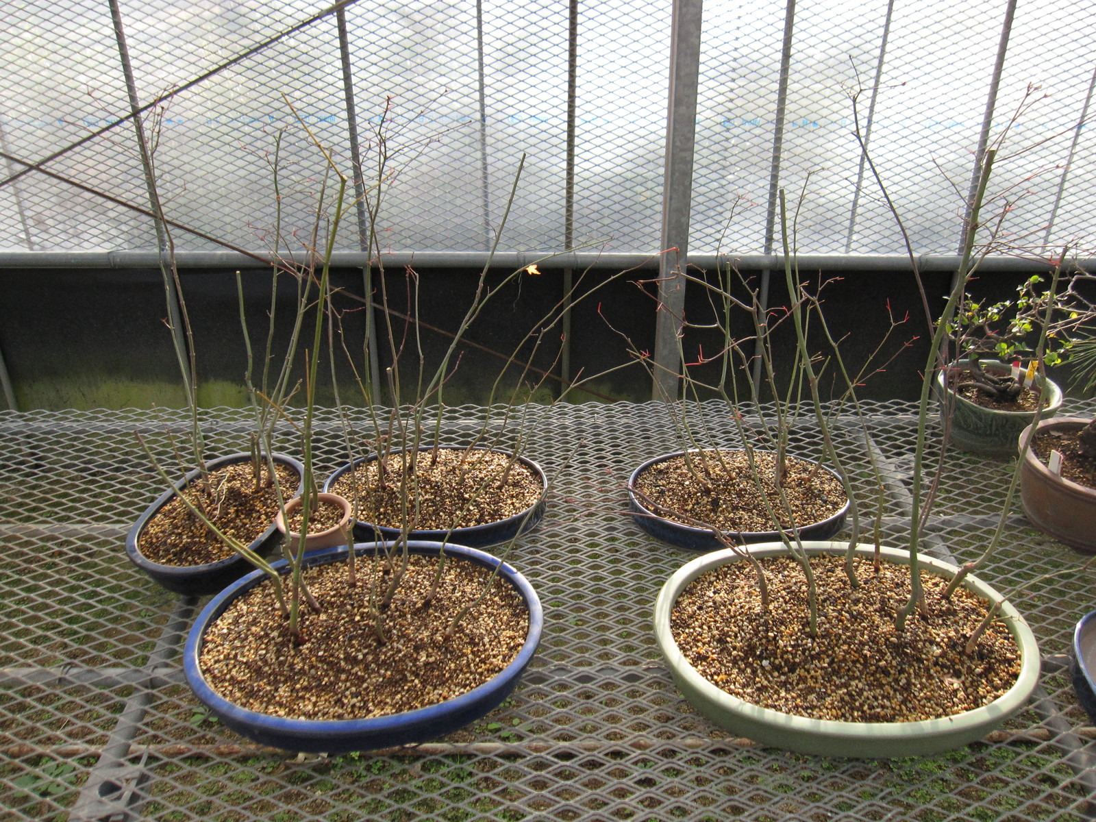 モミジの寄せ植えを作ってみた 盆栽擬き日記