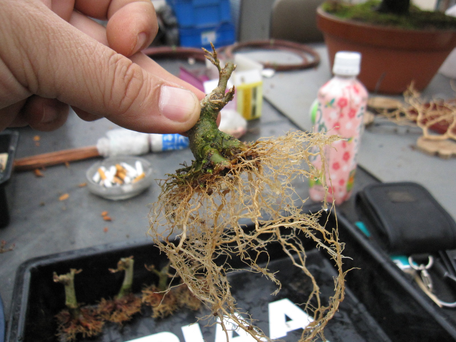 またまた唐楓の植え替え 盆栽擬き日記