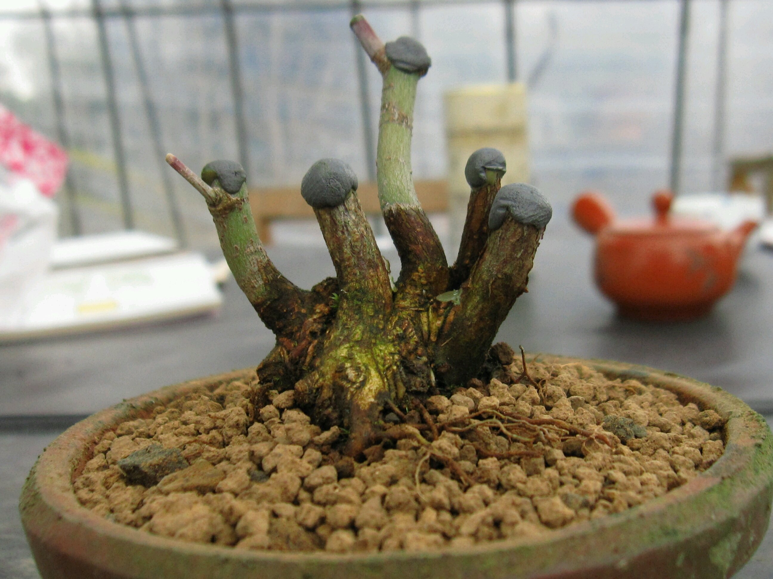 ヤマモミジ株立ち素材の植え替え : 盆栽擬き日記