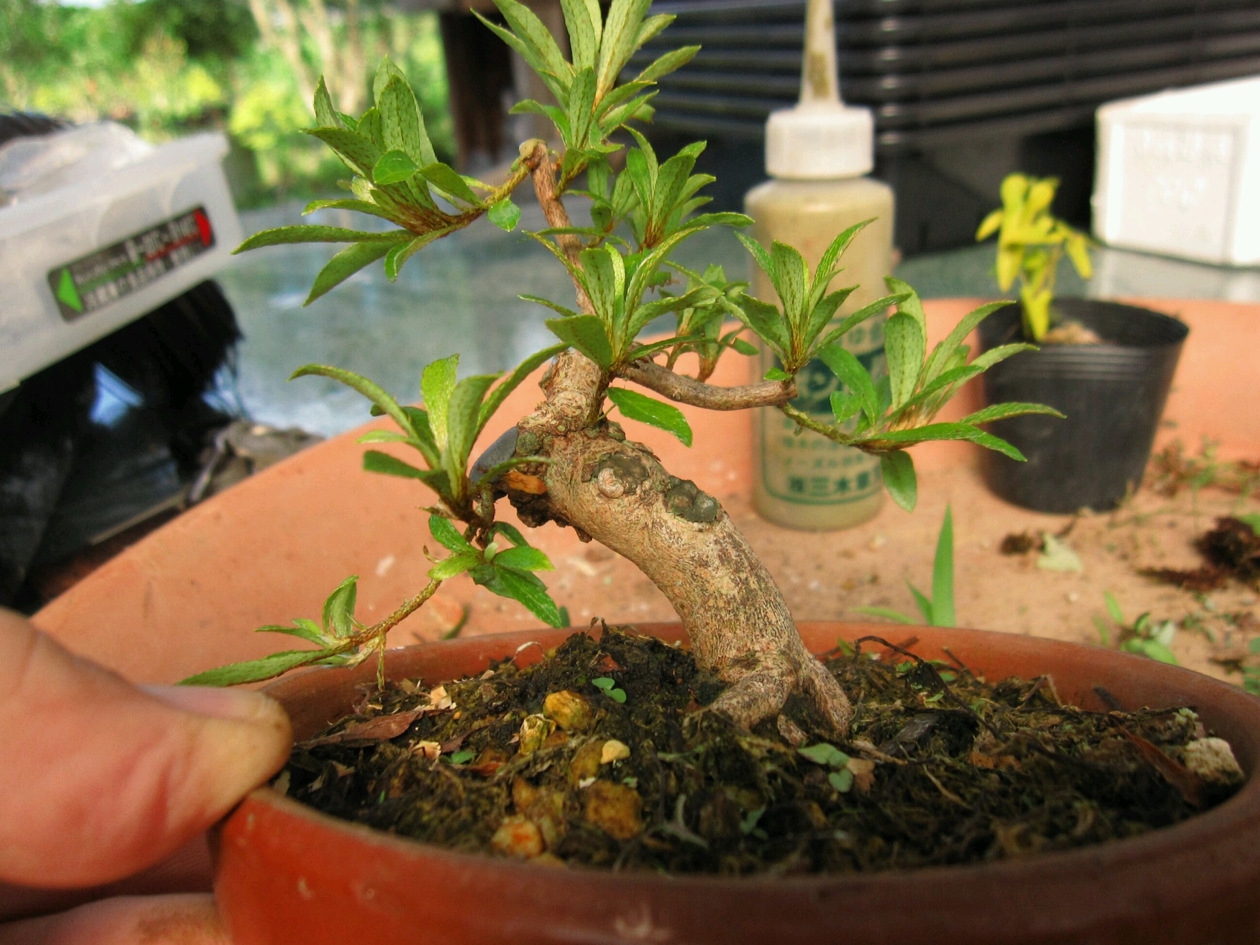 復活したサツキ 盆栽擬き日記