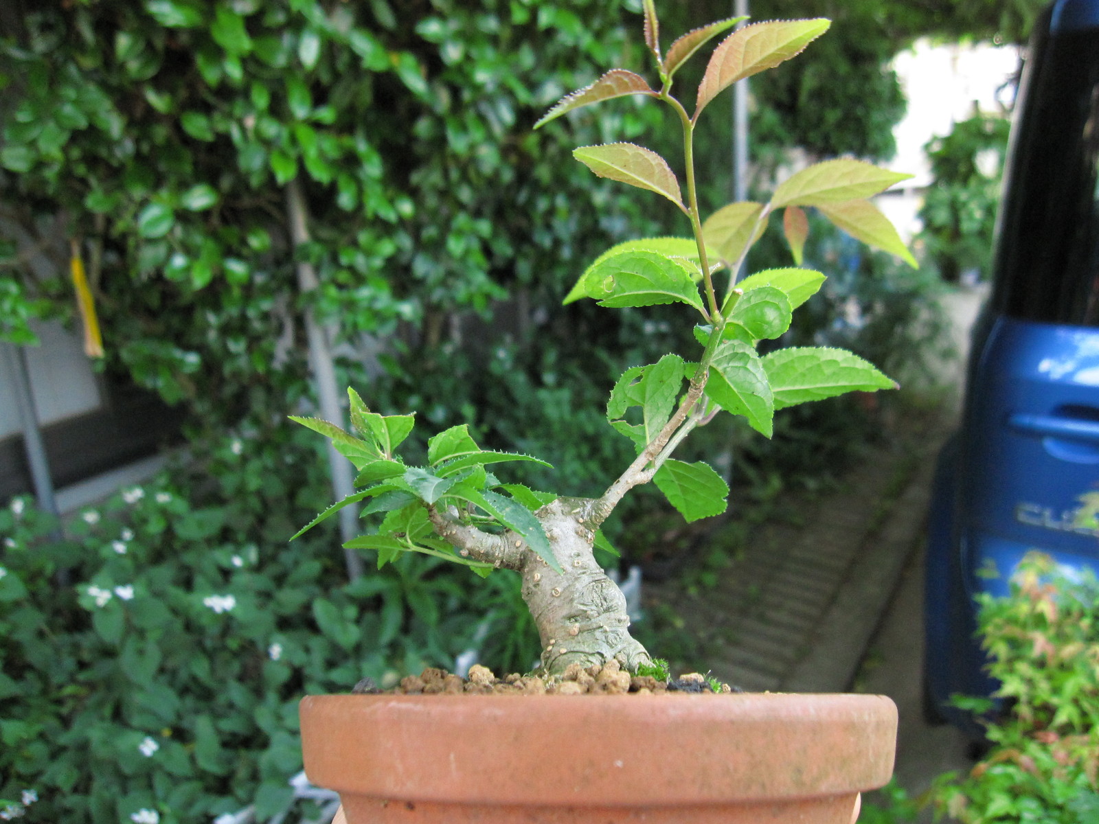 ウメモドキの芯を立て替える 盆栽擬き日記 ウメモドキの芯を立て替える 盆栽擬き日記