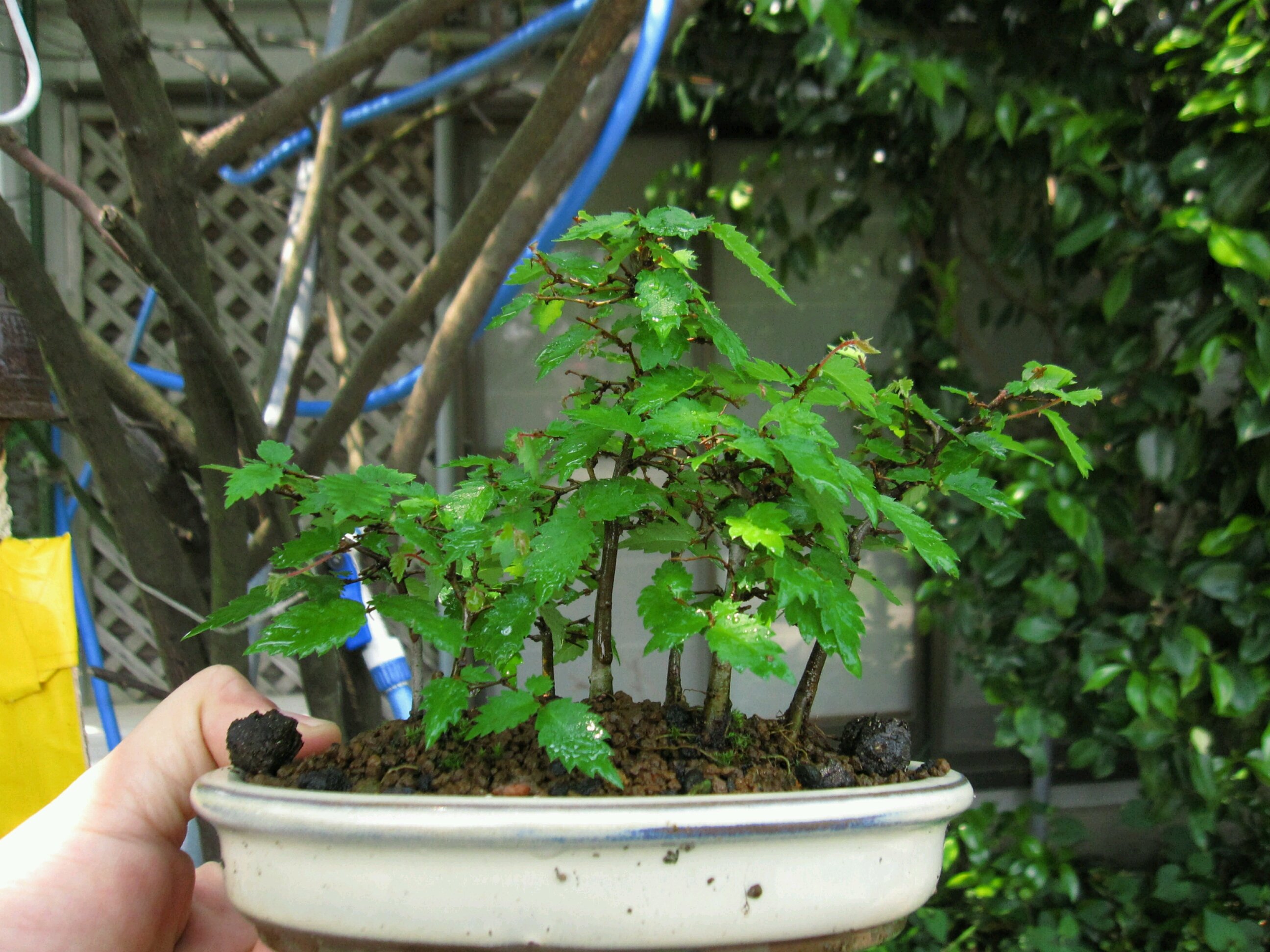 ケヤキ寄せ植え 盆栽擬き日記