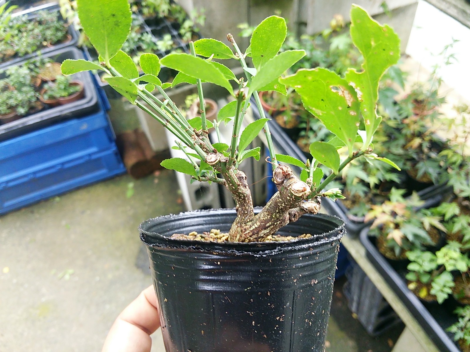 期待して買ったコマユミ素材はどうしたもんか状態です 盆栽擬き日記 期待して買ったコマユミ素材はどうしたもんか状態です 盆栽擬き日記