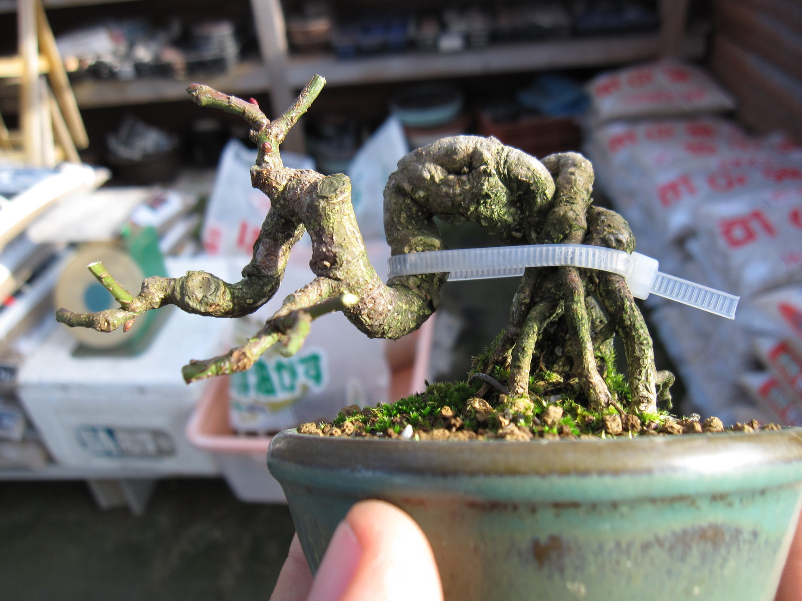 コマユミの冬支度 盆栽擬き日記