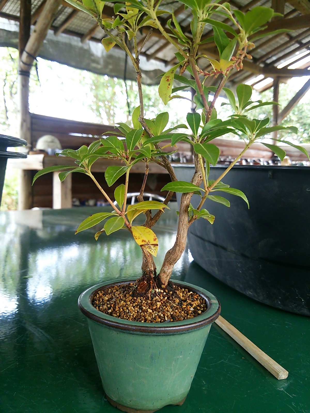 馬酔木 ｱｾﾋﾞ 盆栽擬き日記