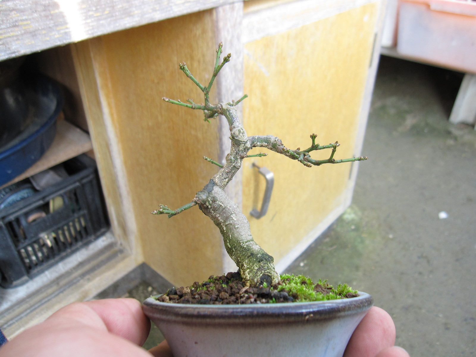 コマユミの冬支度 盆栽擬き日記