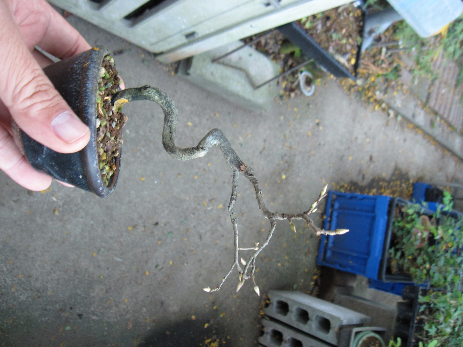 老爺柿も葉を落として軽く剪定 盆栽擬き日記