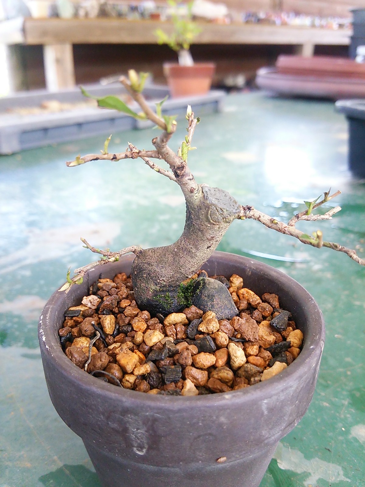 老爺柿の植え替え 盆栽擬き日記