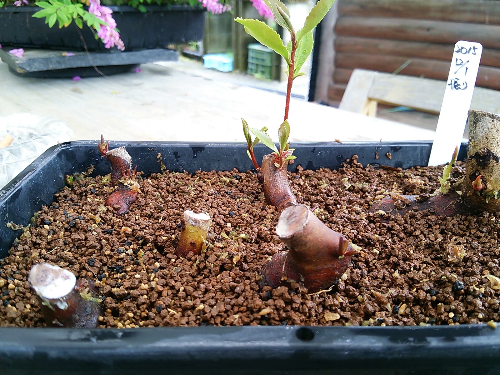 年末に掘り出した山茶花の芽がようやく動き出す 盆栽擬き日記