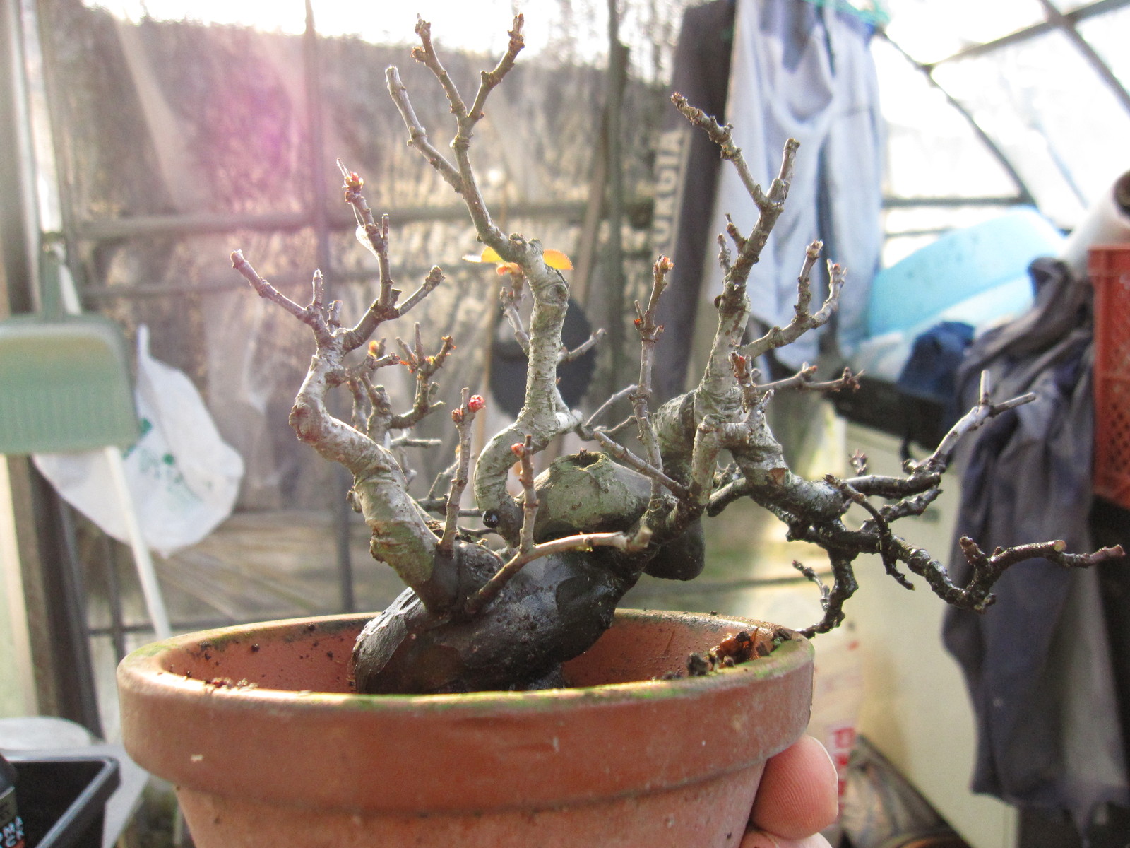 花梨の植え替え 盆栽擬き日記 花梨の植え替え 盆栽擬き日記