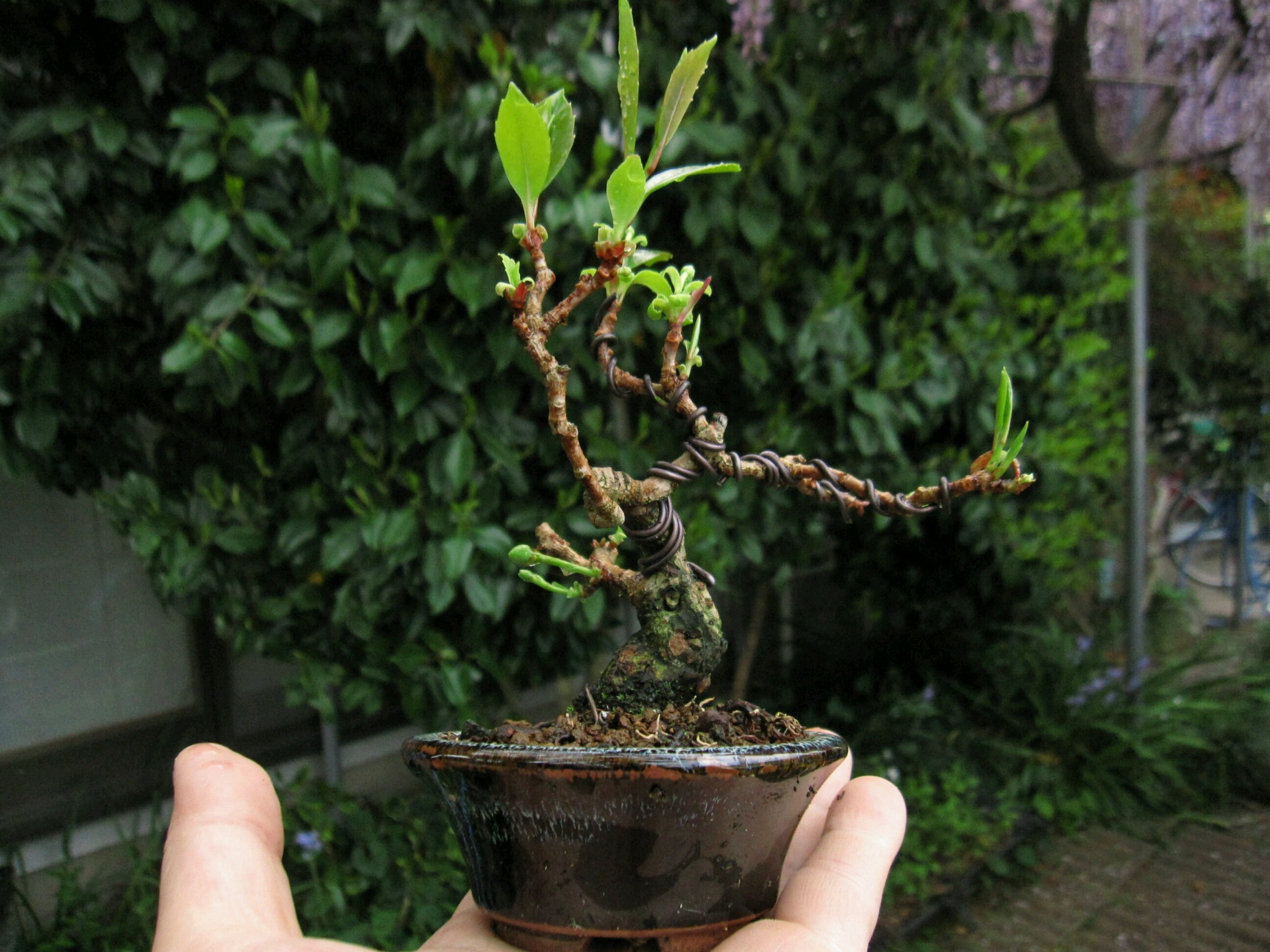 ビナンカズラに花芽 盆栽擬き日記