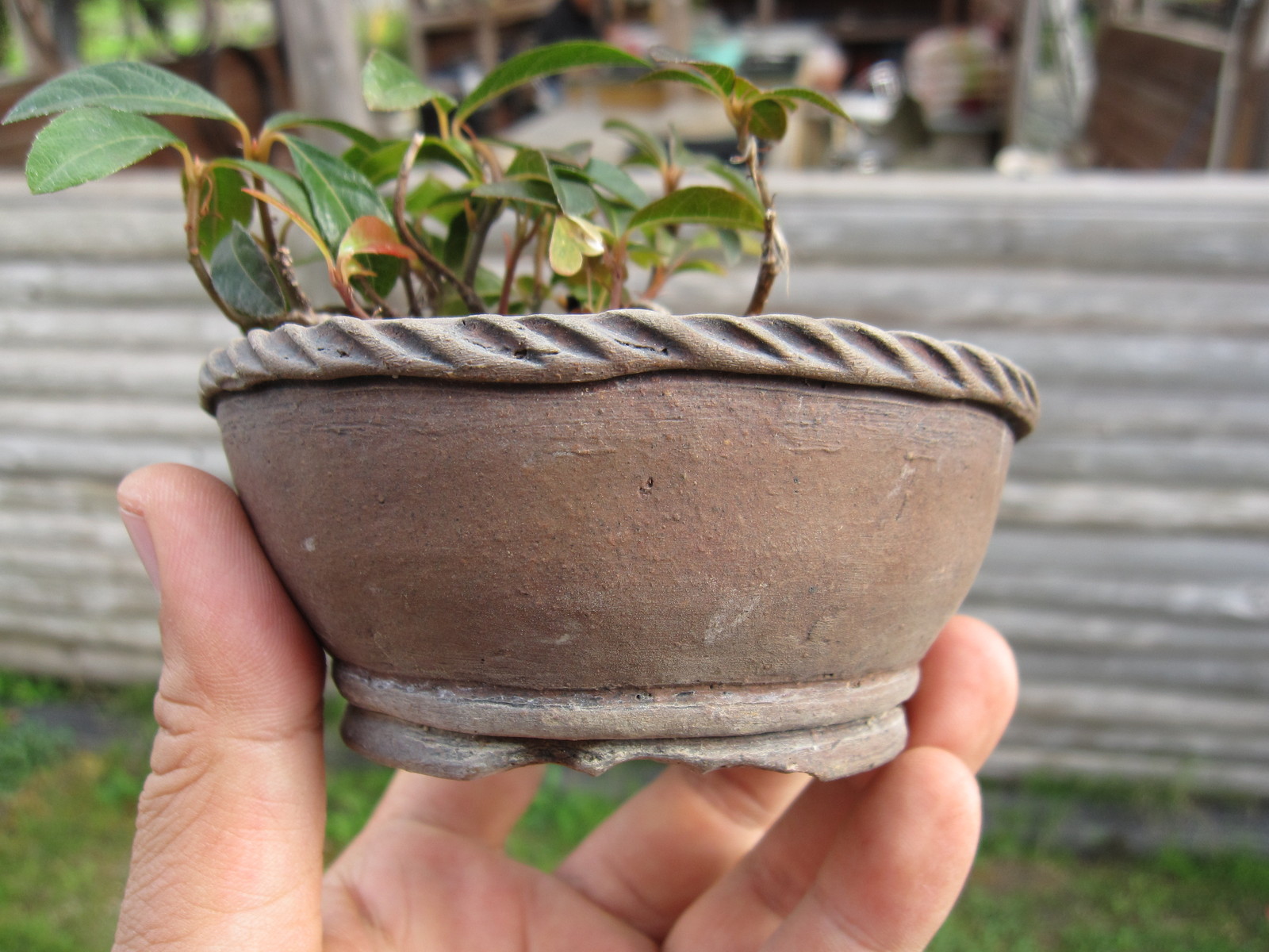 富舟　丸　盆栽鉢 富舟 丸 盆栽鉢