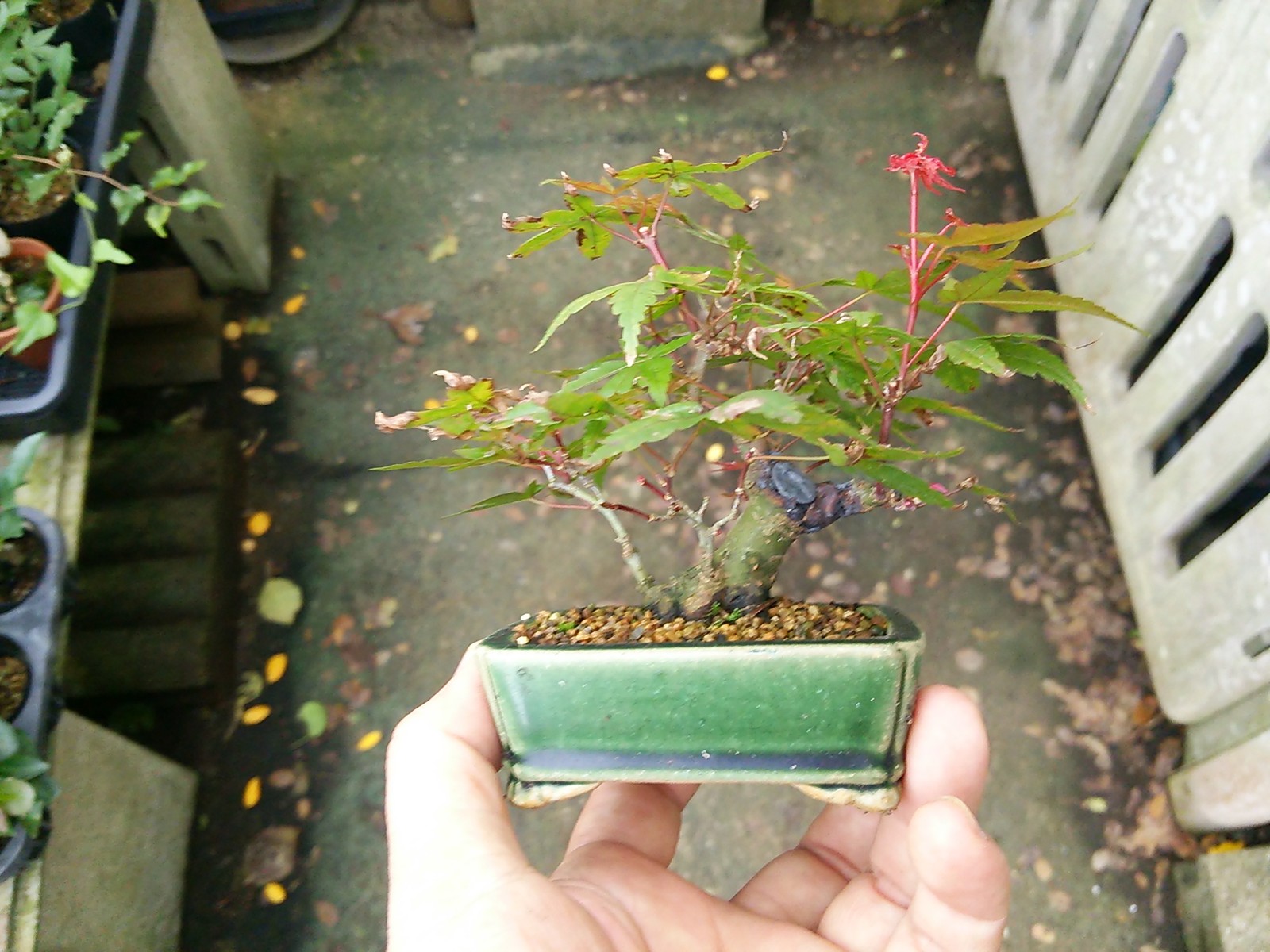 出猩々もみじ 盆栽擬き日記 出猩々もみじ 盆栽擬き日記