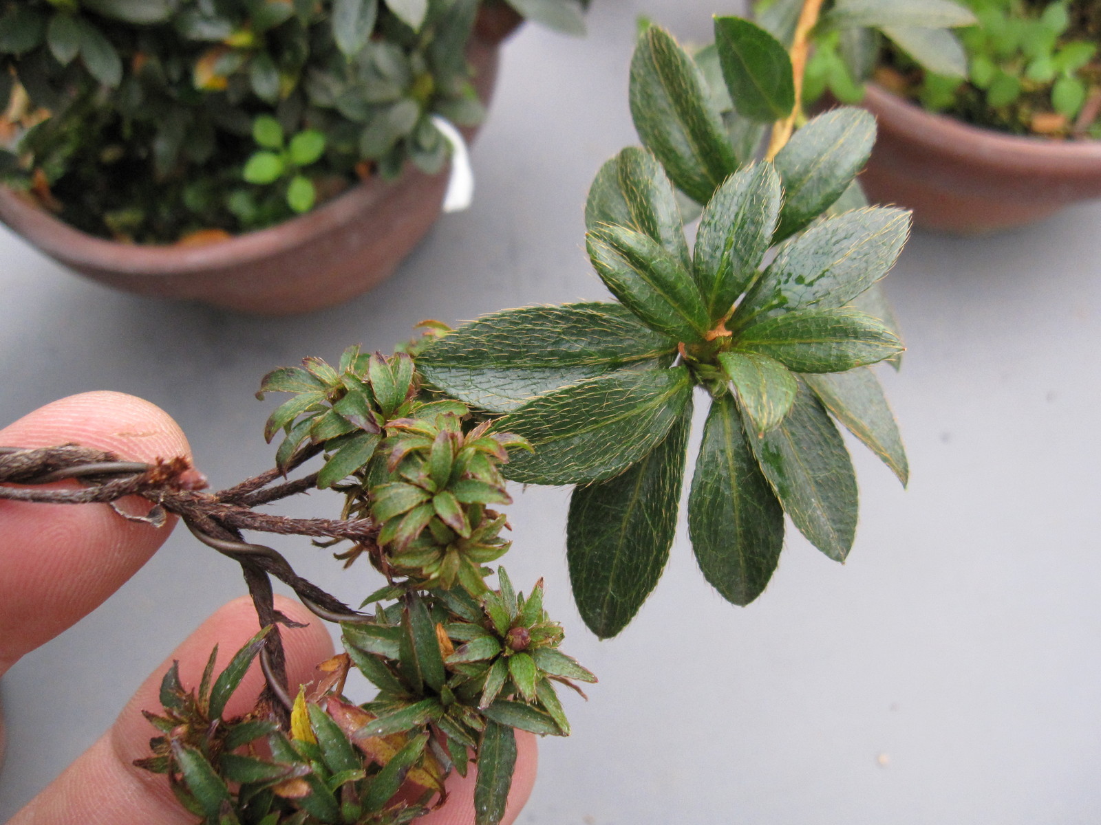 屋久島ツツジは葉が小さい 盆栽擬き日記