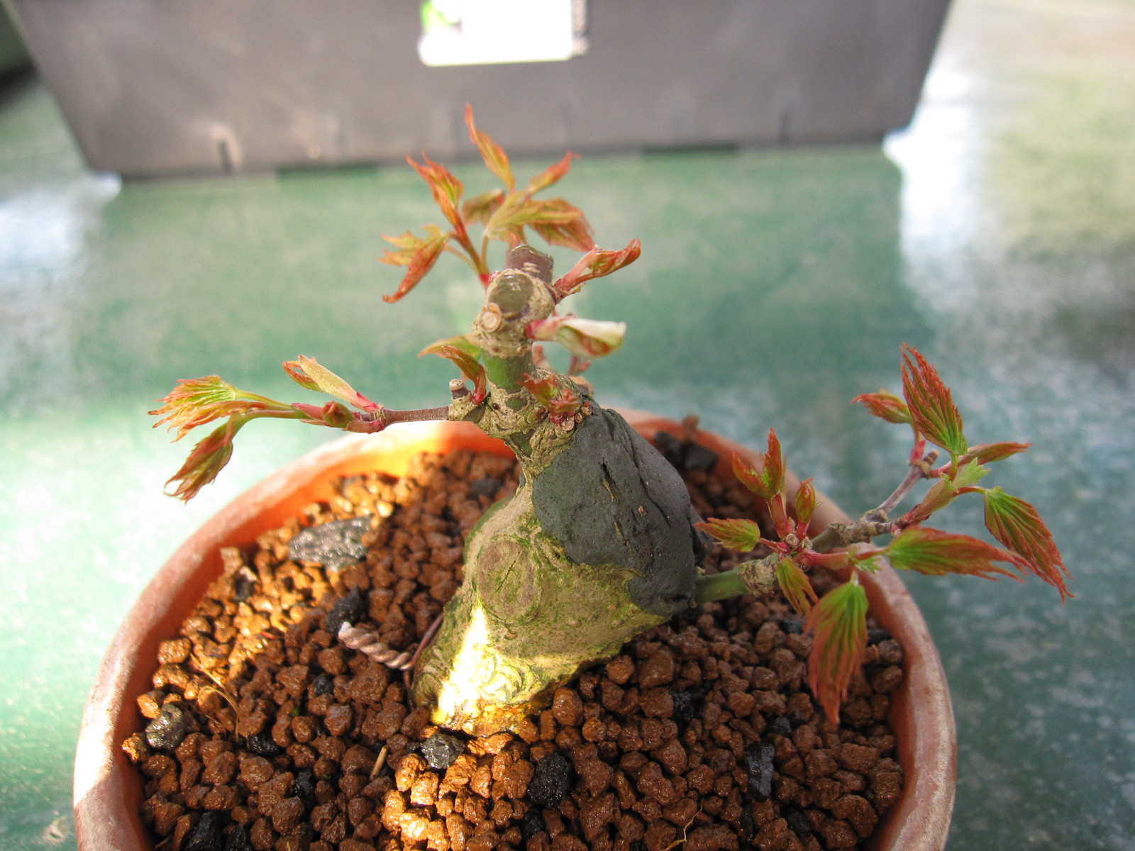 モミジの芽摘み 盆栽擬き日記