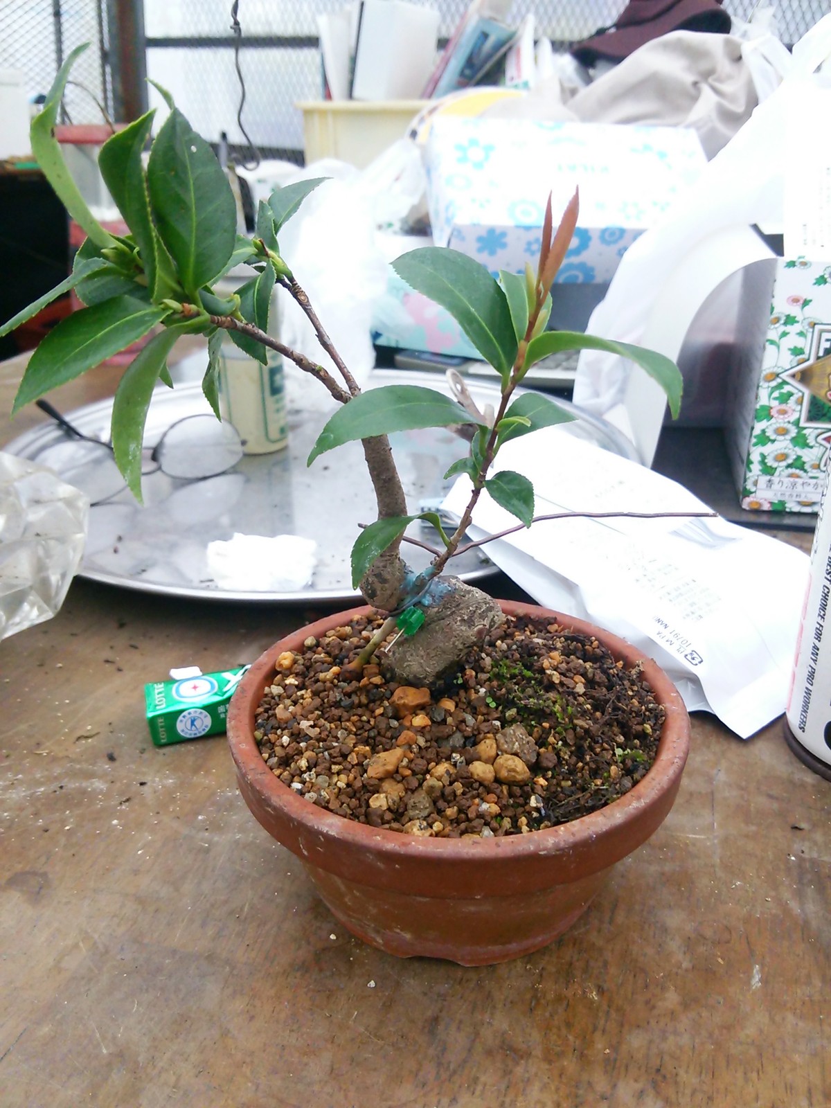 山茶花の台木に藪椿を接ぐ 盆栽擬き日記 山茶花の台木に藪椿を接ぐ 盆栽擬き日記